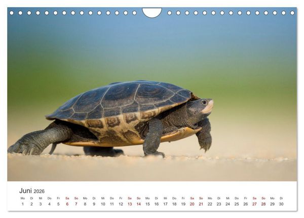 Produktbild: Schildkr&ouml;ten - Die gepanzerten Tiere. (Wandkalender 2026 DIN A4 quer), CALVENDO Monatskalender