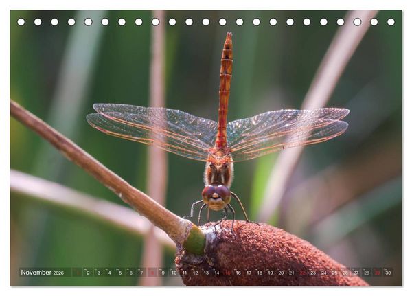 Produktbild: Libellen - Fliegende Edelsteine (Tischkalender 2026 DIN A5 quer), CALVENDO Monatskalender
