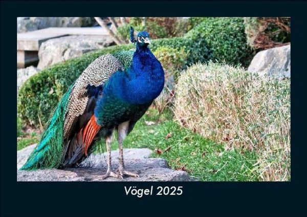 Produktbild: V&ouml;gel 2025 Fotokalender DIN A5