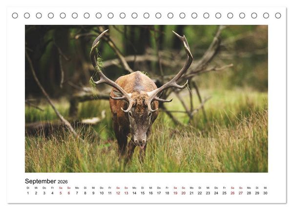Produktbild: Deutschlands Wildtiere (Tischkalender 2026 DIN A5 quer), CALVENDO Monatskalender