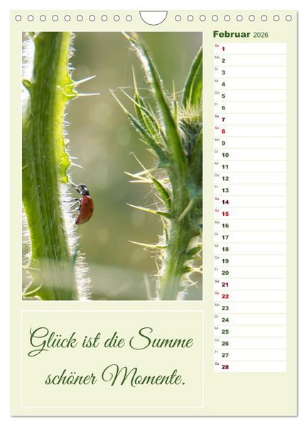 Produktbild: Marienk&auml;fer, Gl&uuml;cksbringer mit sieben Punkten (Wandkalender 2026 DIN A4 hoch), CALVENDO Monatskalender