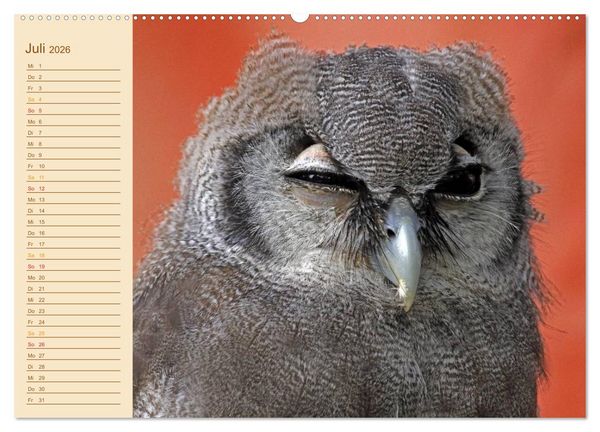 Produktbild: Eulen (Wandkalender 2026 DIN A2 quer), CALVENDO Monatskalender