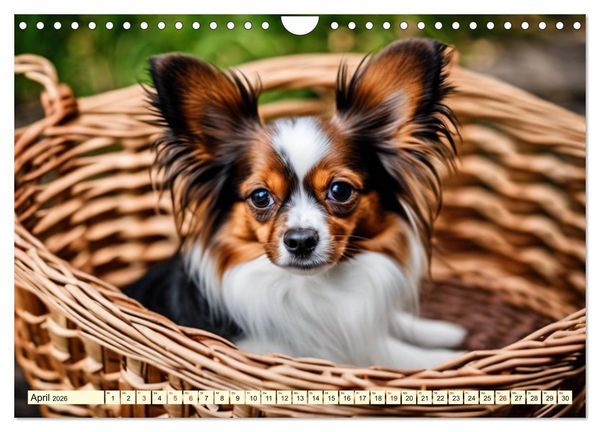 Produktbild: Papillon - bringt jedes Herz zum Schmelzen (Wandkalender 2026 DIN A4 quer), CALVENDO Monatskalender