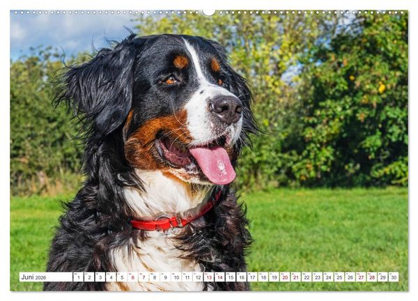Produktbild: Berner Sennenhund - Der beste Freund f&uuml;rs Leben (Wandkalender 2026 DIN A2 quer), CALVENDO Monatskalender