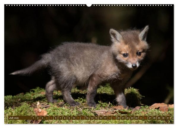 Produktbild: Bei den Jungf&uuml;chsen (hochwertiger Premium Wandkalender 2026 DIN A2 quer), Kunstdruck in Hochglanz