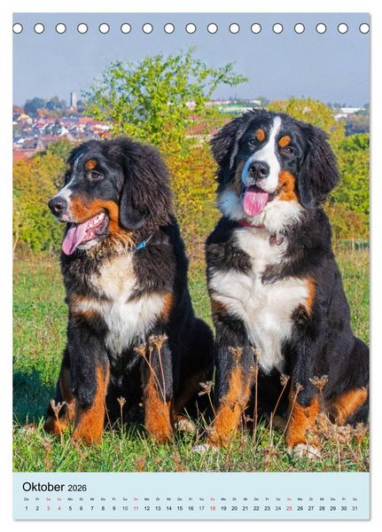 Produktbild: Berner Sennenhund - stark , sch&ouml;n und liebenswert (Tischkalender 2026 DIN A5 hoch), CALVENDO Monatskalender