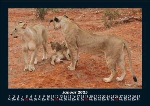 Produktbild: L&ouml;wen in der Wildnis 2025 Fotokalender DIN A5