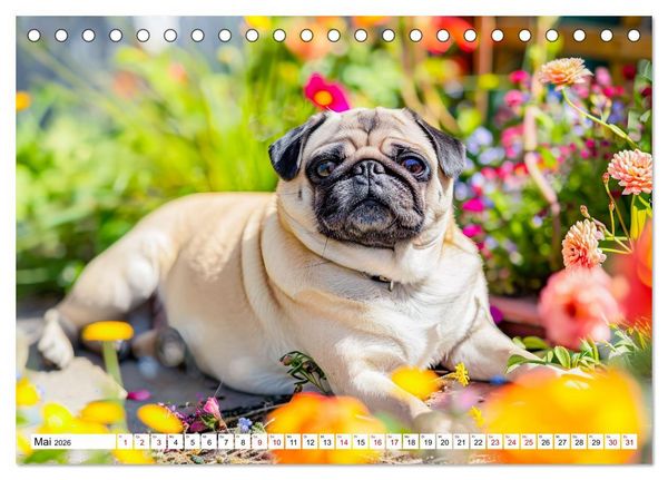 Produktbild: Mops-Mania - Der Spa&szlig;kalender f&uuml;r Mops-Fans (Tischkalender 2026 DIN A5 quer), CALVENDO Monatskalender