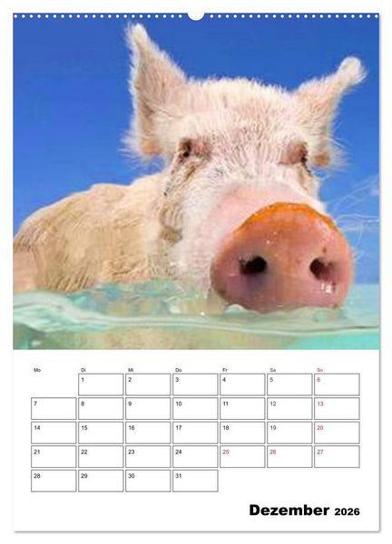 Produktbild: Schweine auf den Bahamas! (Wandkalender 2026 DIN A2 hoch), CALVENDO Monatskalender