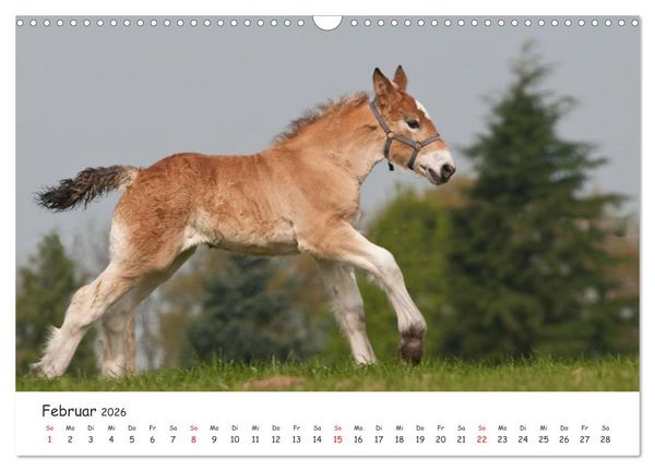 Produktbild: Kaltblut - schwere Pferde mit Herz (Wandkalender 2026 DIN A3 quer), CALVENDO Monatskalender