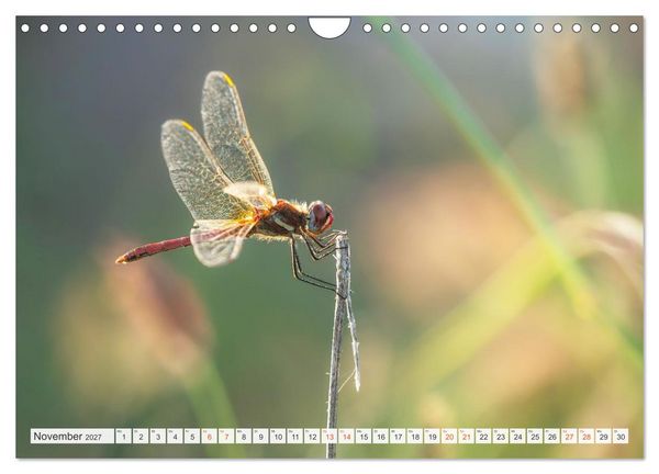 Produktbild: Libellenzauber (Wandkalender 2027 DIN A4 quer), CALVENDO Monatskalender