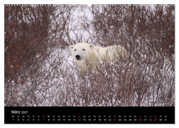 Produktbild: Arktische Tr&auml;ume - Eisb&auml;ren in Kanada (Wandkalender 2027 DIN A2 quer), CALVENDO Monatskalender
