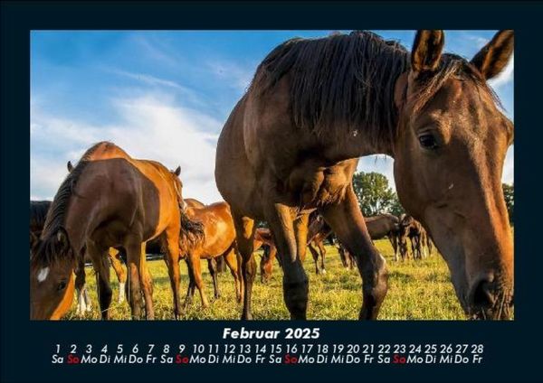 Produktbild: Die Welt der Pferde 2025 Fotokalender DIN A5