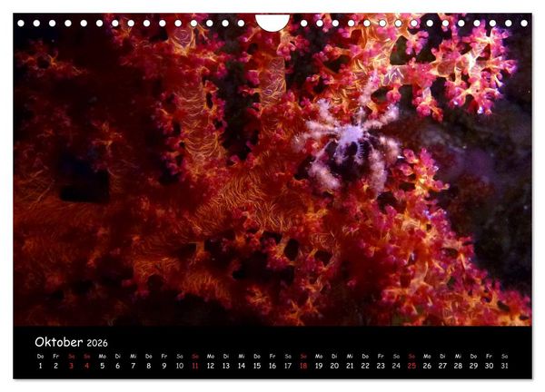 Produktbild: Rotes Meer - Unterwasserimpressionen (Wandkalender 2026 DIN A4 quer), CALVENDO Monatskalender
