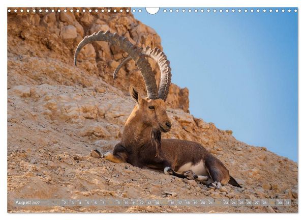Produktbild: Negev &ndash; die Farben der W&uuml;ste (Wandkalender 2027 DIN A3 quer), CALVENDO Monatskalender