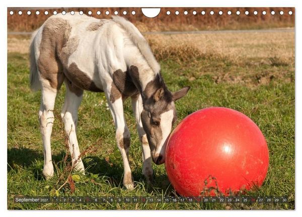 Produktbild: Fohlen - Lustige Pferdekinder (Wandkalender 2027 DIN A4 quer), CALVENDO Monatskalender