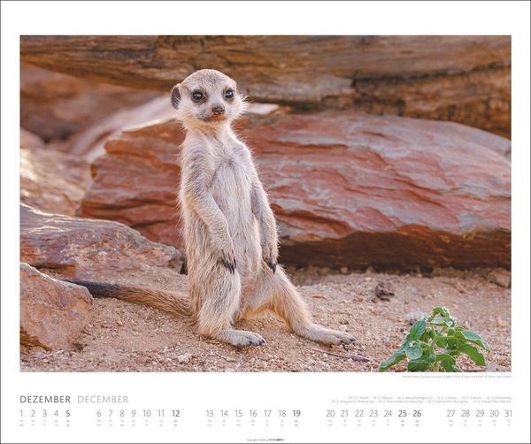 Produktbild: African Wildlife Kalender 2027
