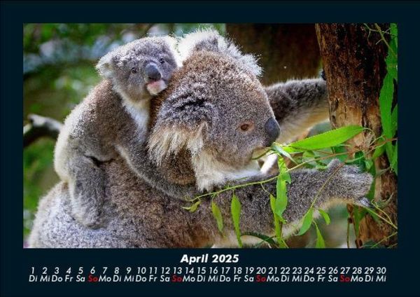 Produktbild: Koala 2025 Fotokalender DIN A5