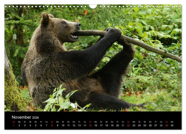 Produktbild: B&auml;ren im Nationalpark Bayerischer Wald (Wandkalender 2026 DIN A3 quer), CALVENDO Monatskalender