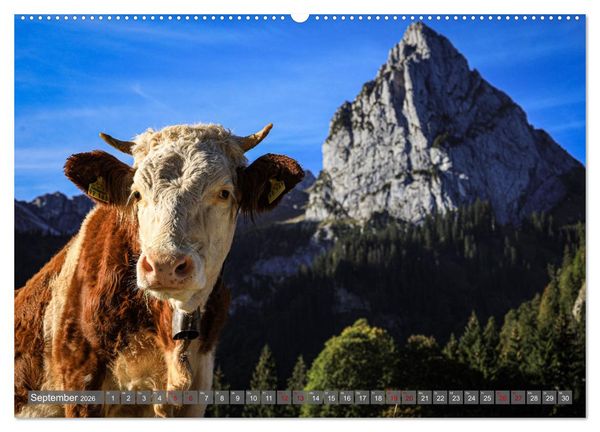 Produktbild: Ostallg&auml;u - Zwischen Aggenstein und Forggensee (Wandkalender 2026 DIN A2 quer), CALVENDO Monatskalender