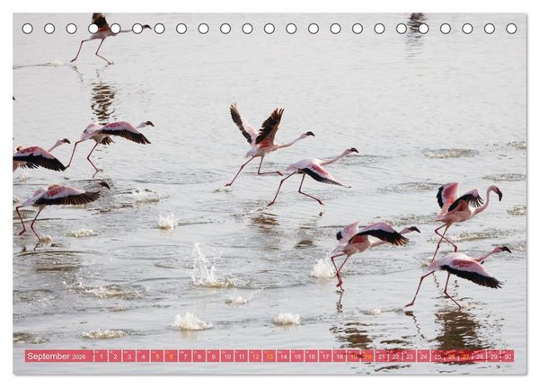 Produktbild: Flamingos am Lake Bogoria - Kenia (Tischkalender 2026 DIN A5 quer), CALVENDO Monatskalender