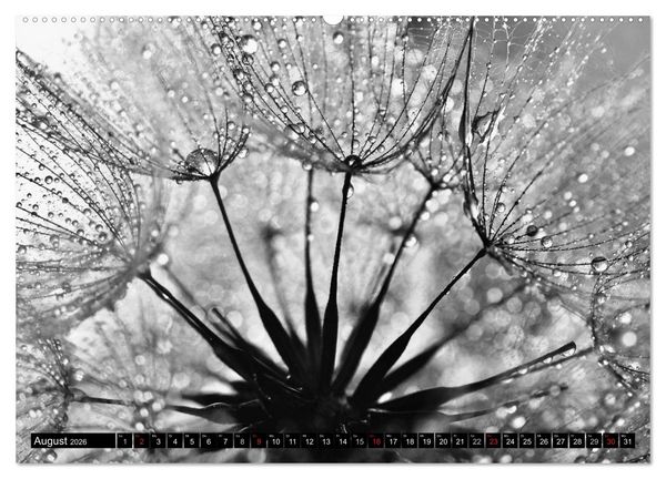 Produktbild: Pusteblume - Impressionen in schwarzwei&szlig; (Wandkalender 2026 DIN A2 quer), CALVENDO Monatskalender