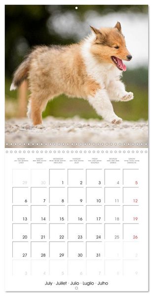 Produktbild: Lovely Collie 2026 (Wall Calendar 2026 12 &times; 12 Inch) CALVENDO 12 Month Wall Calendar
