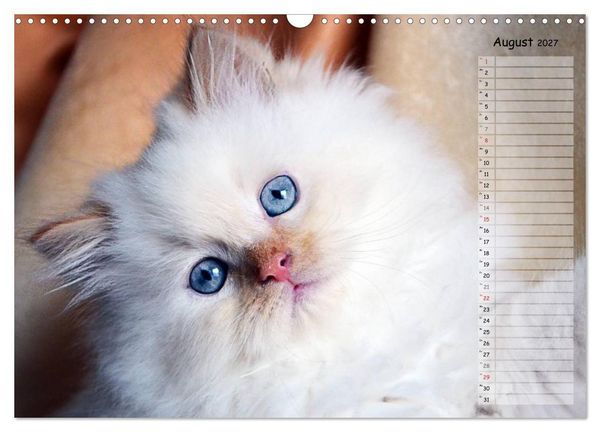 Produktbild: Katzen im Portr&auml;t / Geburtstagskalender (Wandkalender 2027 DIN A3 quer), CALVENDO Monatskalender