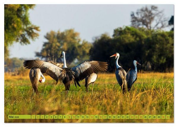 Produktbild: Das Okavango-Delta - Naturwunder im Herzen Afrikas (Tischkalender 2026 DIN A5 quer), CALVENDO Monatskalender
