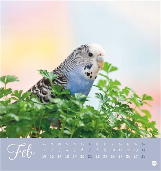 Produktbild: Freche Wellensittiche Postkartenkalender 2027
