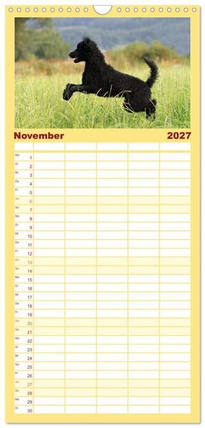 Produktbild: Familienplaner 2027 - Lockenw&ouml;lfe - Energieb&uuml;ndel Pudel mit 5 Spalten (Wandkalender, 21 x 45 cm) CALVENDO