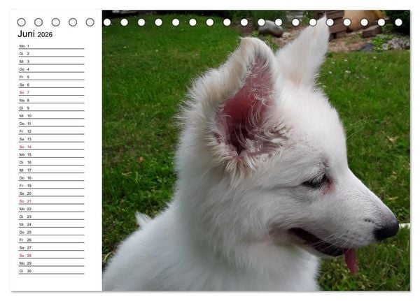 Produktbild: Berger Blanc Suisse - Wei&szlig;er Schweizer Sch&auml;ferhund (Tischkalender 2026 DIN A5 quer), CALVENDO Monatskalender