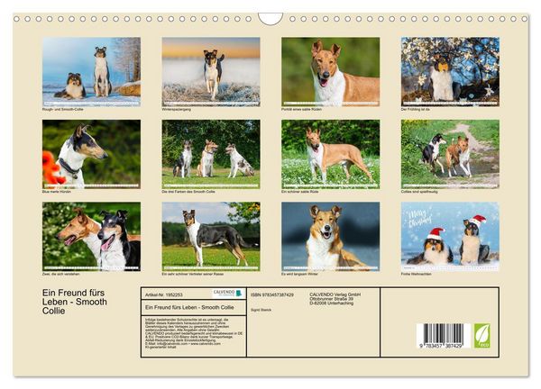 Produktbild: Ein Freund f&uuml;rs Leben - Smooth Collie (Wandkalender 2026 DIN A3 quer), CALVENDO Monatskalender
