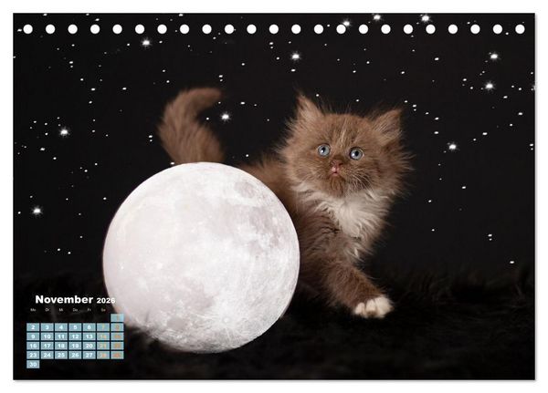 Produktbild: Die Kitten kommen. (Tischkalender 2026 DIN A5 quer), CALVENDO Monatskalender