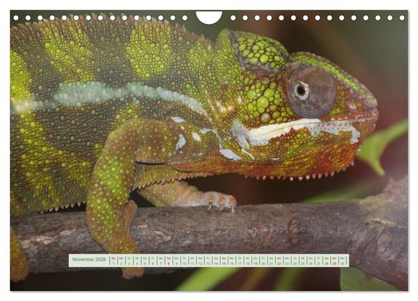 Produktbild: Cham&auml;leons (Wandkalender 2026 DIN A4 quer), CALVENDO Monatskalender