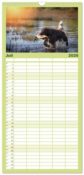 Produktbild: Familienplaner 2026 - Jagdhund im Portrait - Deutsch Langhaar mit 5 Spalten (Wandkalender, 21 x 45 cm) CALVENDO