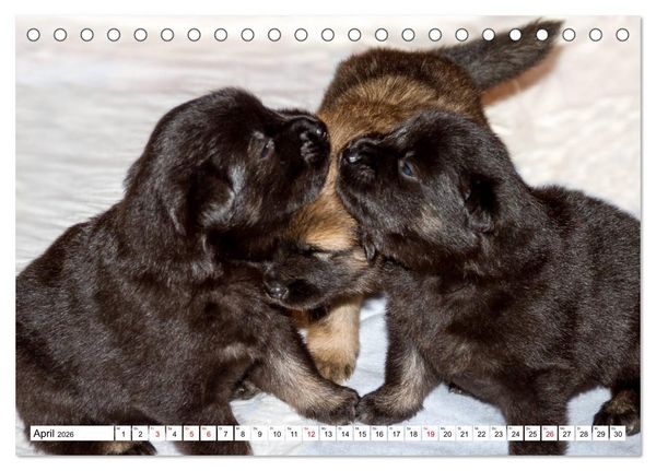 Produktbild: Eurasier, der Hund im Wolfspelz (Tischkalender 2026 DIN A5 quer), CALVENDO Monatskalender