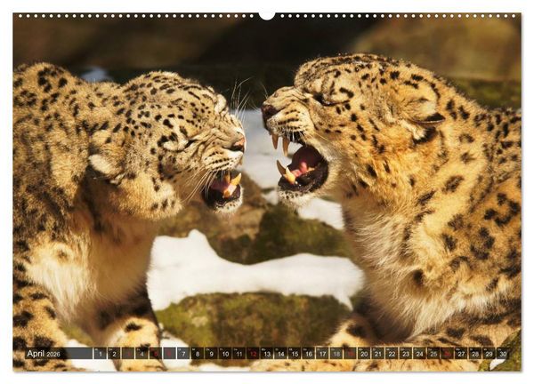 Produktbild: Raubkatzen. Wild, sch&ouml;n und kraftvoll (Wandkalender 2026 DIN A2 quer), CALVENDO Monatskalender