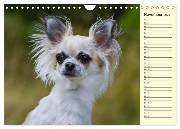 Produktbild: Chihuahua - Kleine Hunde ganz gro&szlig; (Wandkalender 2026 DIN A4 quer), CALVENDO Monatskalender