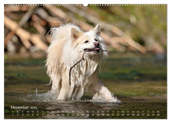 Produktbild: Mein isl&auml;ndischer Wasserhund (Wandkalender 2026 DIN A2 quer), CALVENDO Monatskalender