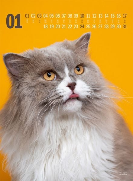 Produktbild: Catography Katzen-Kalender 2027