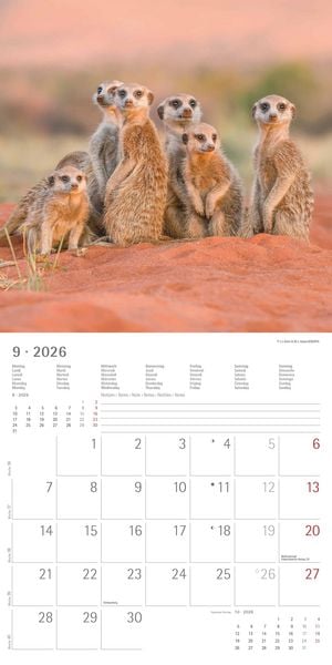 Produktbild: Alpha Edition - Erdmännchen 2026 Broschürenkalender, 30x30cm, Wandkalender mit P