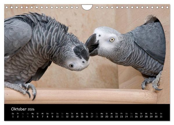 Produktbild: Graupapageien mit Herz (Wandkalender 2026 DIN A4 quer), CALVENDO Monatskalender