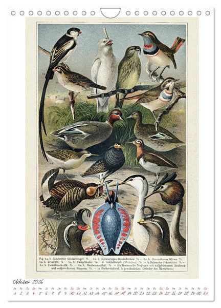 Produktbild: Formenspiele der Evolution. Chromolithographien des 19. Jahrhunderts (Wandkalender 2026 DIN A4 hoch), CALVENDO Monatskalender