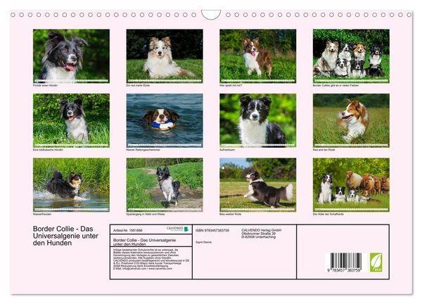 Produktbild: Border Collie - Das Universalgenie unter den Hunden (Wandkalender 2026 DIN A3 quer), CALVENDO Monatskalender