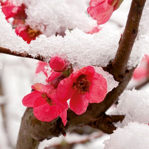 Produktbild: Blumen / Flowers 2027