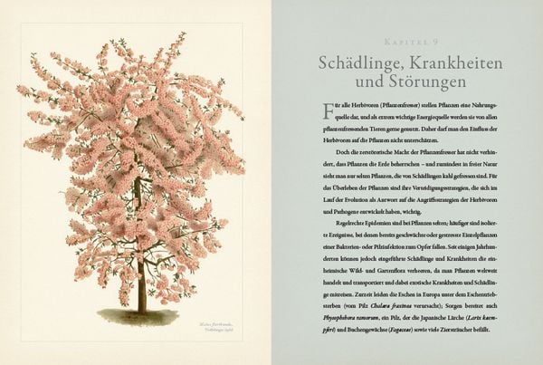 Botanik für Gärtner