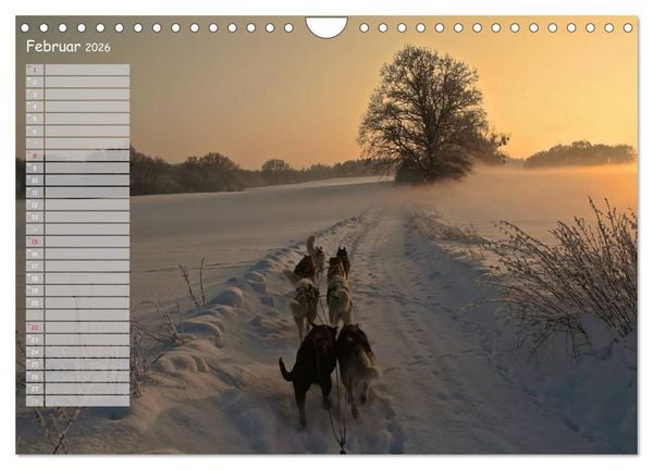 Produktbild: Huskies! (Wandkalender 2026 DIN A4 quer), CALVENDO Monatskalender