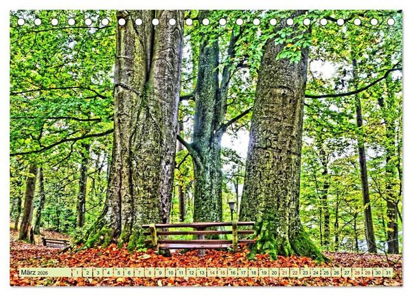Produktbild: Verwunschene Waldtr&auml;ume: Ein Kalender voller Magie (Tischkalender 2026 DIN A5 quer), CALVENDO Monatskalender