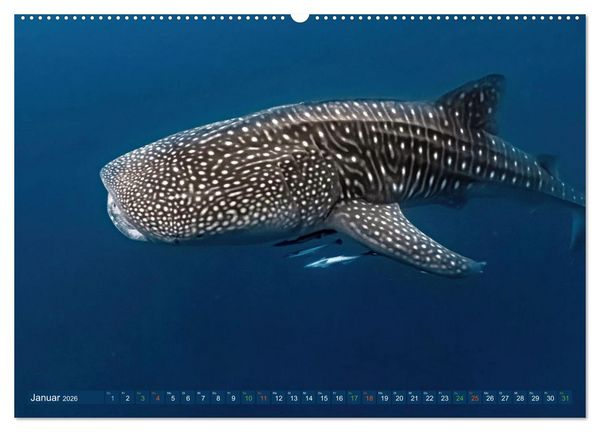 Produktbild: Big Five Australiens Buckelwal, Walhai, Orca, Quokka,K&auml;nguru (hochwertiger Premium Wandkalender 2026 DIN A2 quer), Kunstdruck in Hochglanz